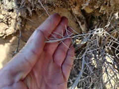 Ericameria nauseosa speciosa