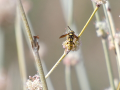Leucospis affinis affinis
