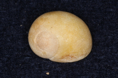 Littorina obtusata