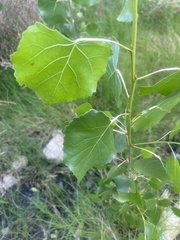 Populus fremontii fremontii