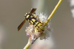 Leucospis affinis affinis