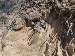 Ericameria nauseosa speciosa