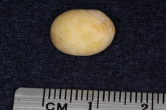 Littorina obtusata