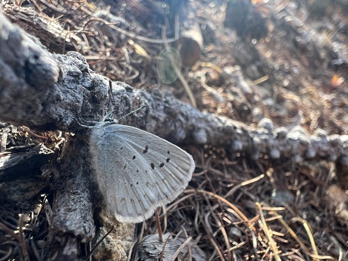 Oval Pass Trail #1259.13