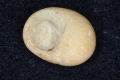 Littorina obtusata