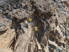 Ericameria nauseosa speciosa