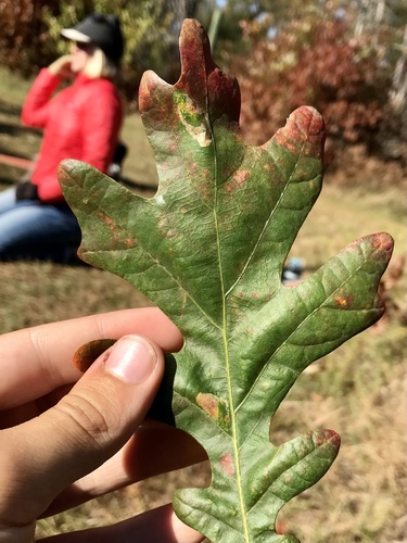 Phyllonorycter fitchella photo 5