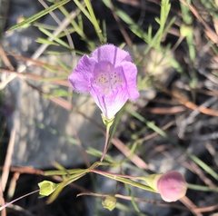 Agalinis edwardsiana