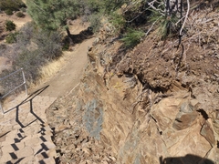 Ericameria nauseosa speciosa