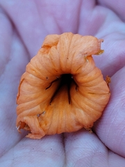 Cordia subcordata