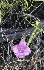 Agalinis edwardsiana