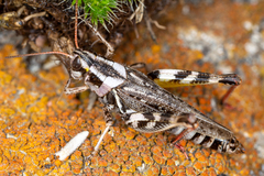 Melanoplus gladstoni