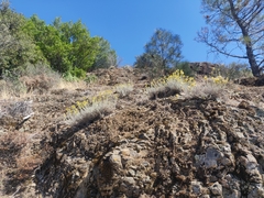 Ericameria nauseosa speciosa