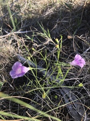 Agalinis edwardsiana