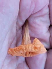 Cordia subcordata