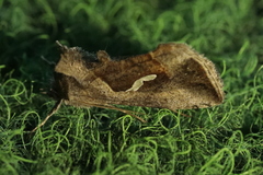 Macdunnoughia confusa