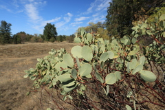 Arctostaphylos viscida