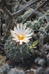 Coryphantha
