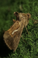 Macdunnoughia confusa