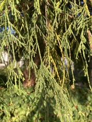 Chamaecyparis pisifera