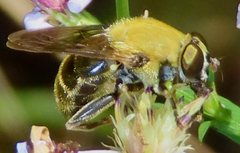 Pterallastes thoracicus