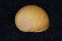 Littorina obtusata