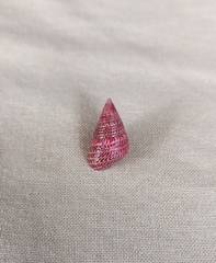 Prothalotia pulcherrima