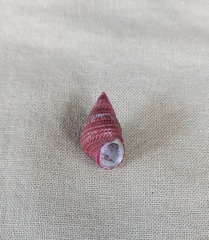 Prothalotia pulcherrima