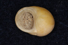 Littorina obtusata