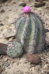 Echinocactus horizonthalonius