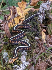 Thamnophis sirtalis concinnus