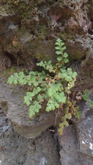 Asplenium subglandulosum