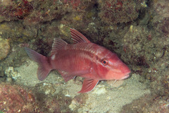 Whitesaddle Goatfish photo 1