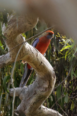Platycercus elegans adelaidae