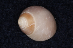 Littorina littorea
