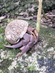 Coenobita brevimanus