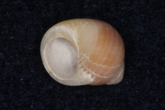Littorina littorea