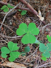 Oxalis oregana