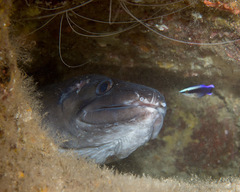 Conger marginatus