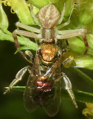 Mecaphesa asperata