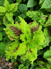 Coleus scutellarioides