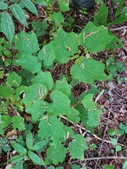 Vancouveria hexandra