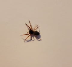 Trachelidae