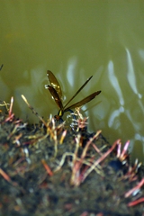 Calopteryx haemorrhoidalis