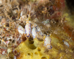 Hypselodoris peasei