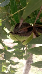 Juglans microcarpa