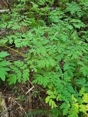 Corydalis scouleri