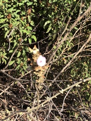 Malacothamnus davidsonii