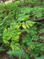 Corydalis scouleri