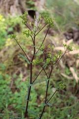 Senecio picridioides